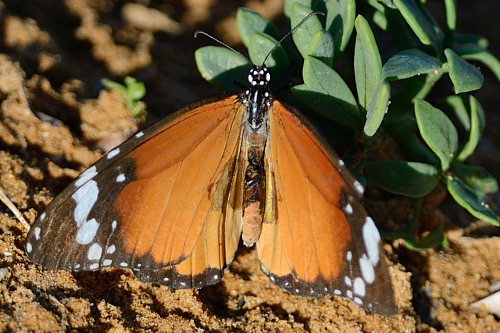 ID 1